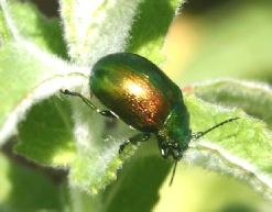 chrysolina leaf beetle